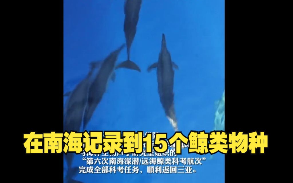 大量深潜鲸类及远海型海豚动物栖息生存于我国南海北部海域