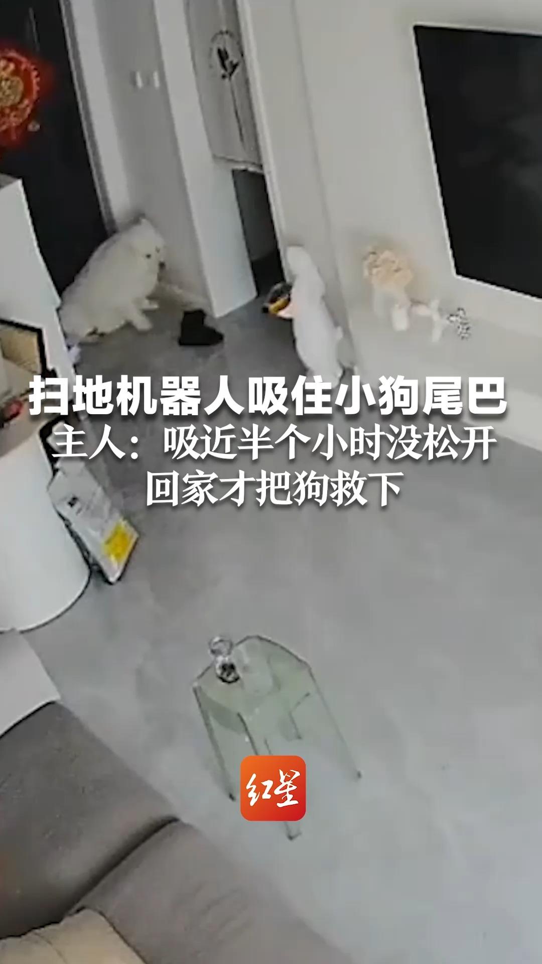 扫地机器人吸住小狗尾巴 主人：吸近半个小时没松开 回家才把狗救下