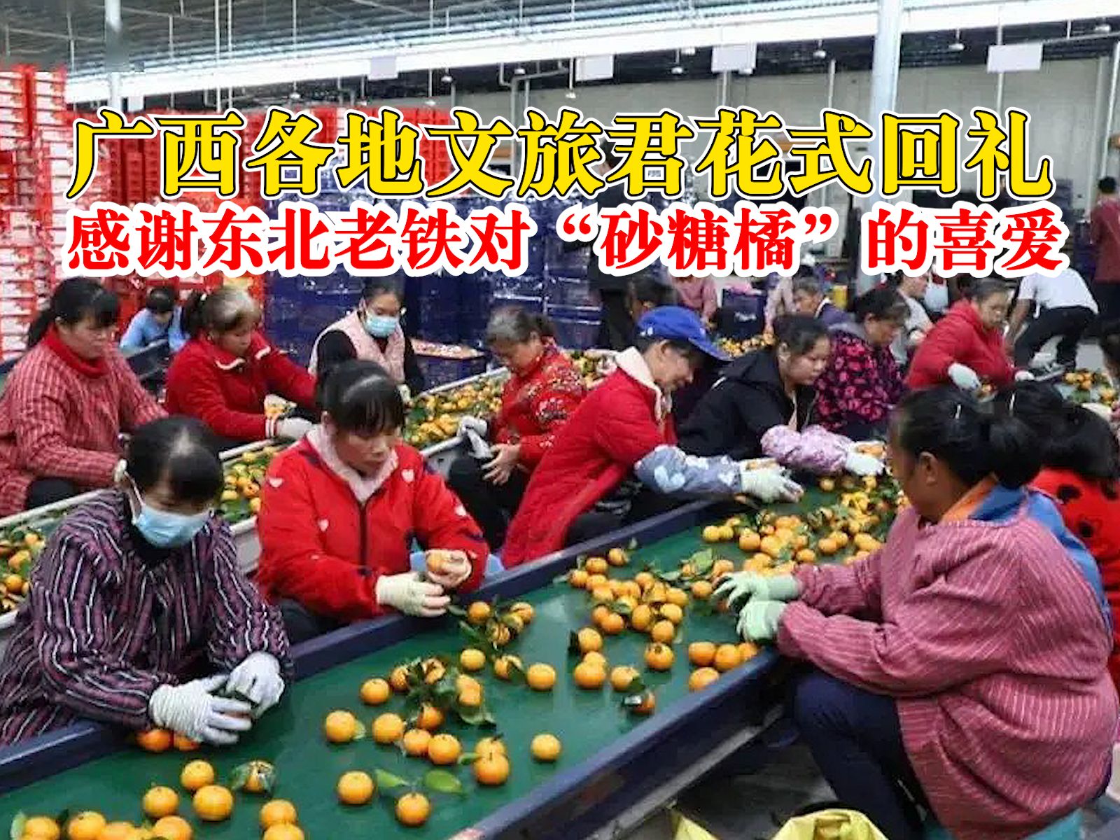 广西各地文旅君花式回礼：感谢东北老铁对“砂糖橘”的喜爱