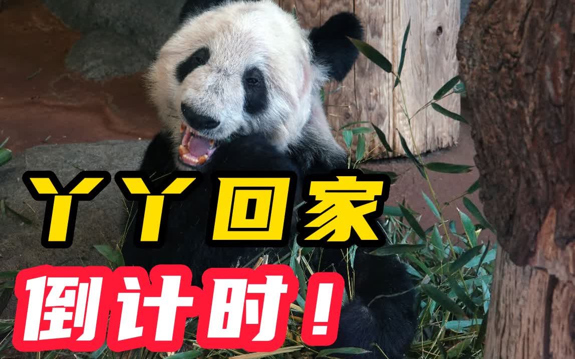 大熊猫丫丫回国倒计时 特制航空箱运机场