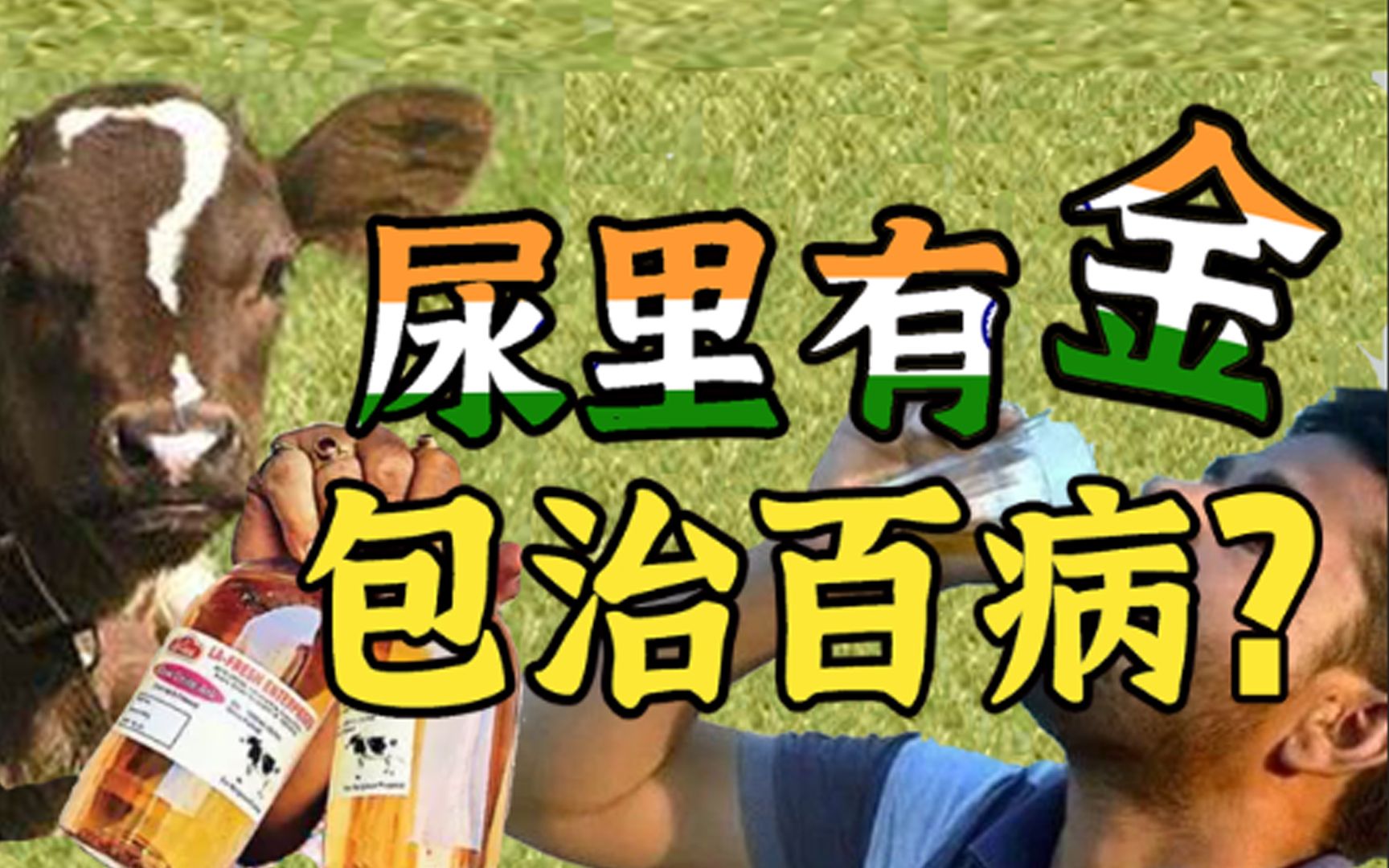 英媒：自从在尿里发现了黄金，印度牛尿产业爆炸式增长