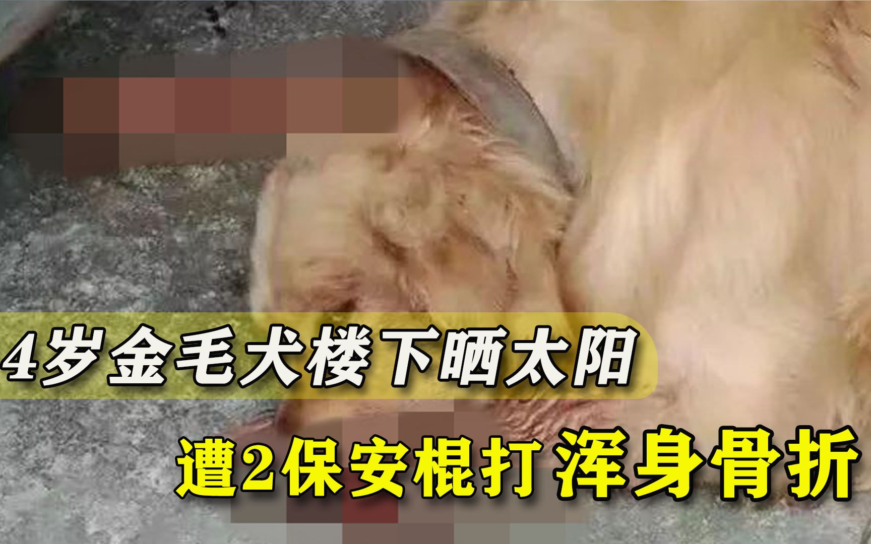 14岁金毛犬楼下晒太阳，遭2保安棍打浑身骨折：流浪狗都要清理掉