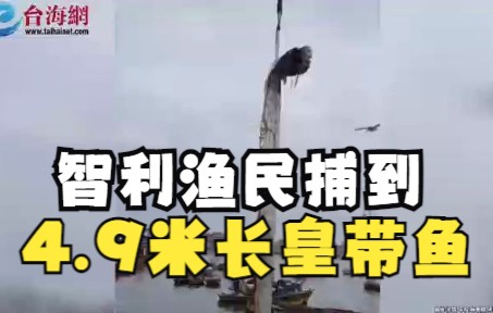 智利渔民捕到4.9米长皇带鱼 体型巨大被起重机吊上岸