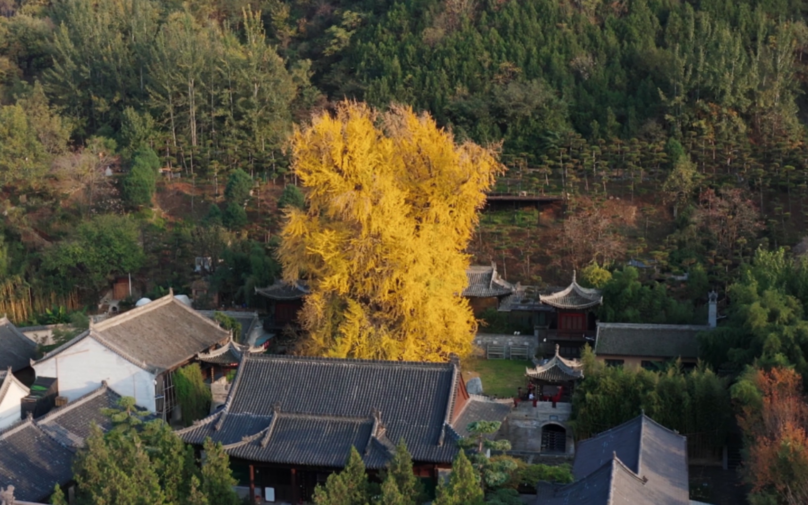 一树千年！当千年银杏树遇上金色滤镜！