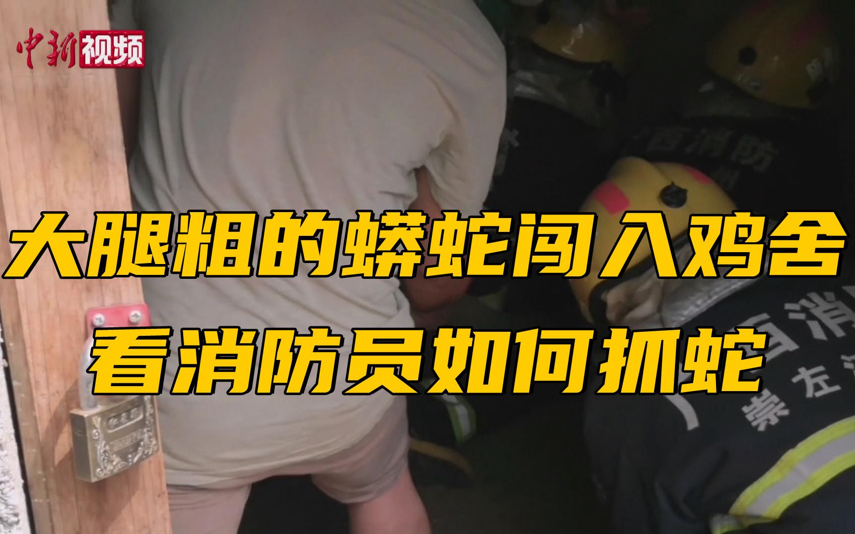大腿粗的蟒蛇闯入鸡舍 看消防员如何抓蛇