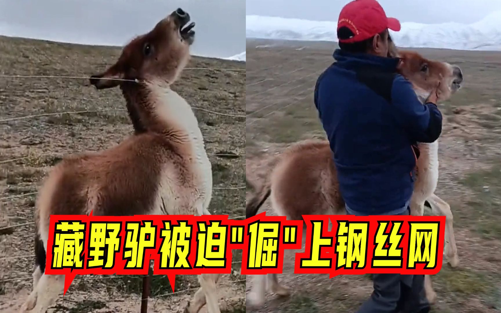 两男子登山途中救下藏野驴，被铁丝网勒住脖子，动弹不得