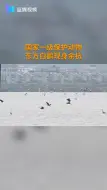 国家一级保护动物东方白鹳现身余杭
