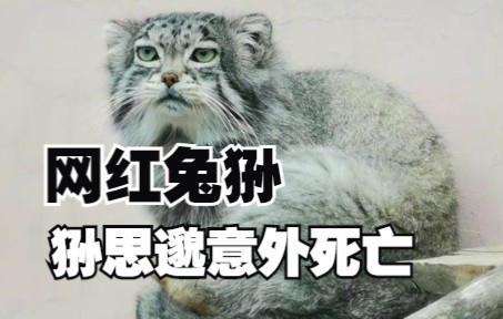 网红兔狲狲思邈意外死亡