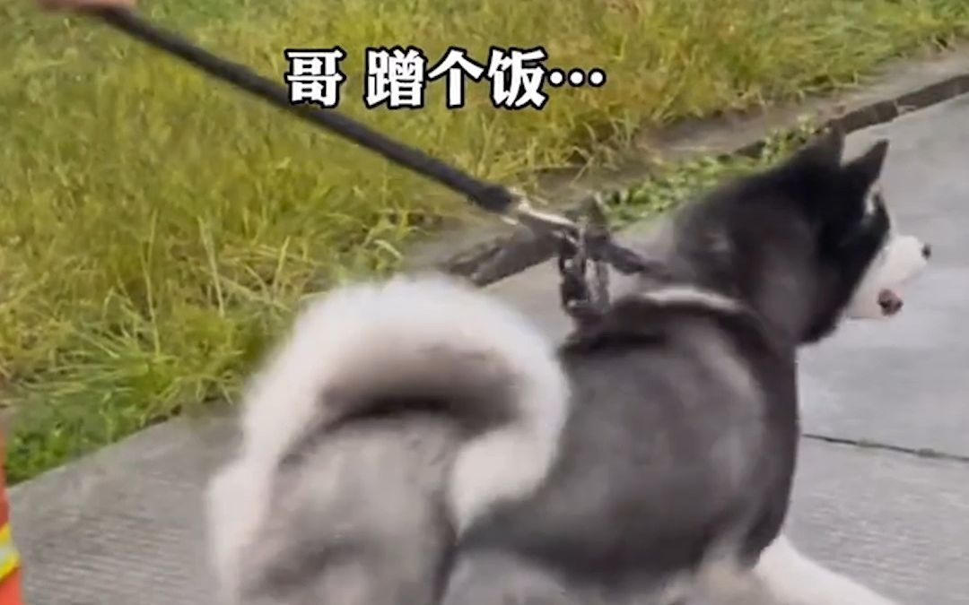 地震中获救的“二哈”想干饭 消防搜救犬懂事让出饭盆