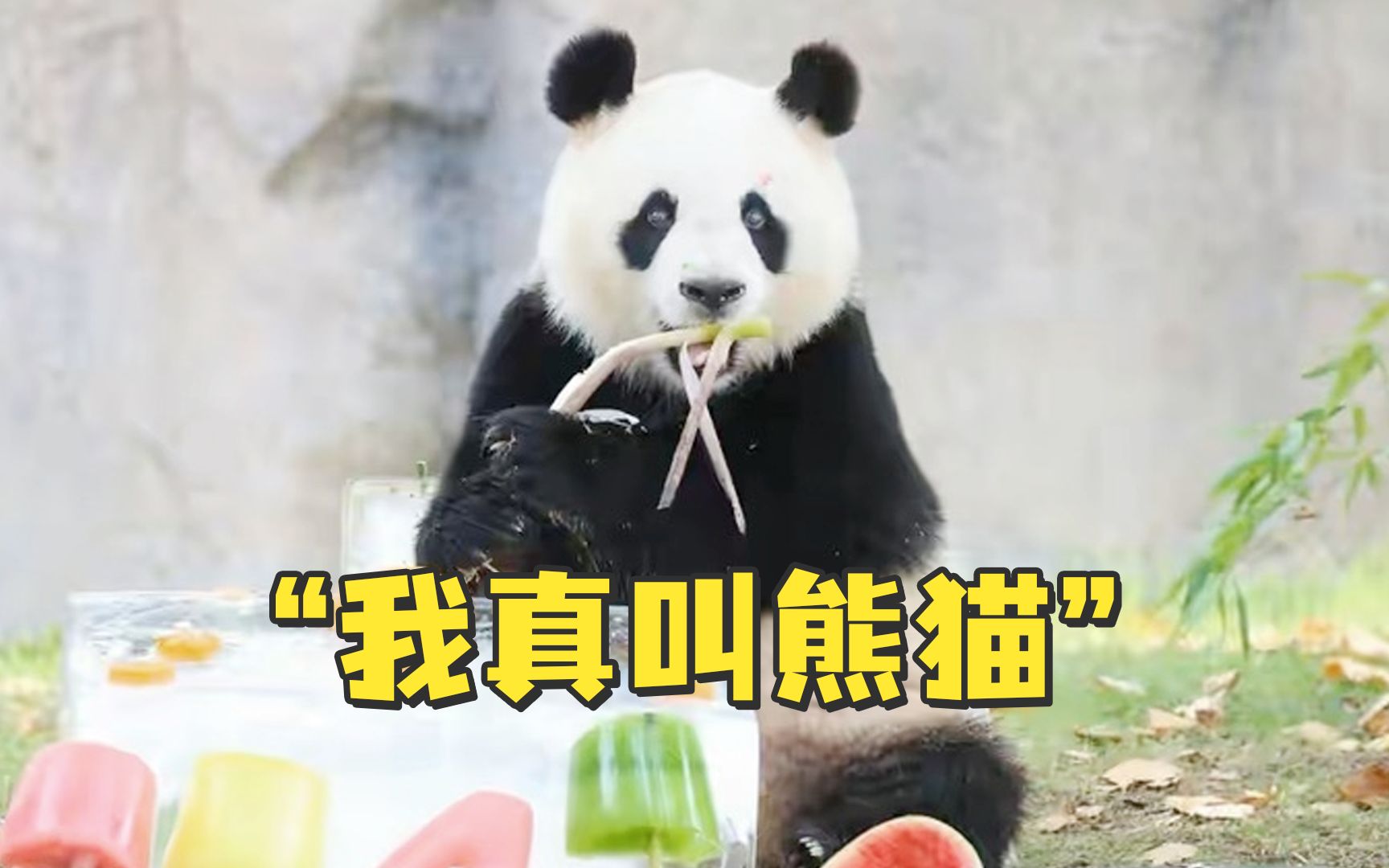 医院来了位患者叫“熊猫” 没想到是真熊猫！熊猫：什么档次，跟我在一个科室