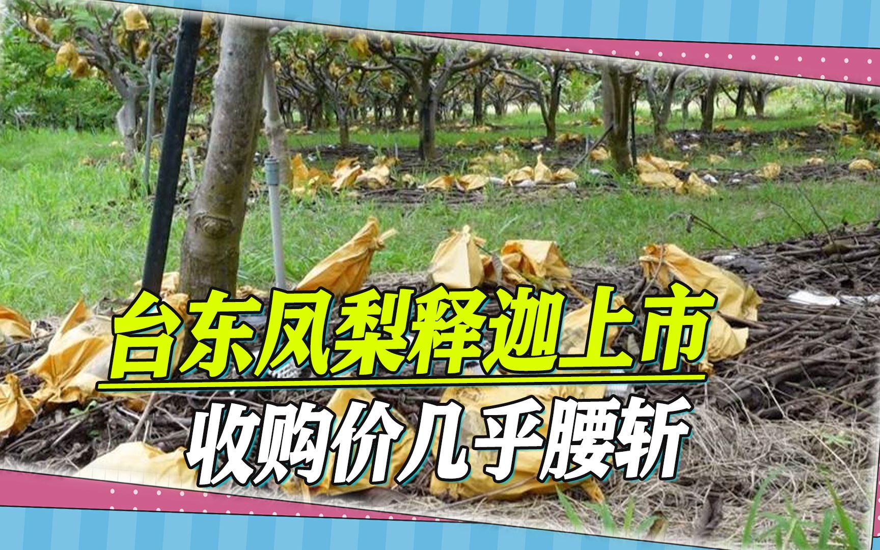 台东凤梨释迦上市，收购价几乎腰斩，台湾果农被民进党当局害惨
