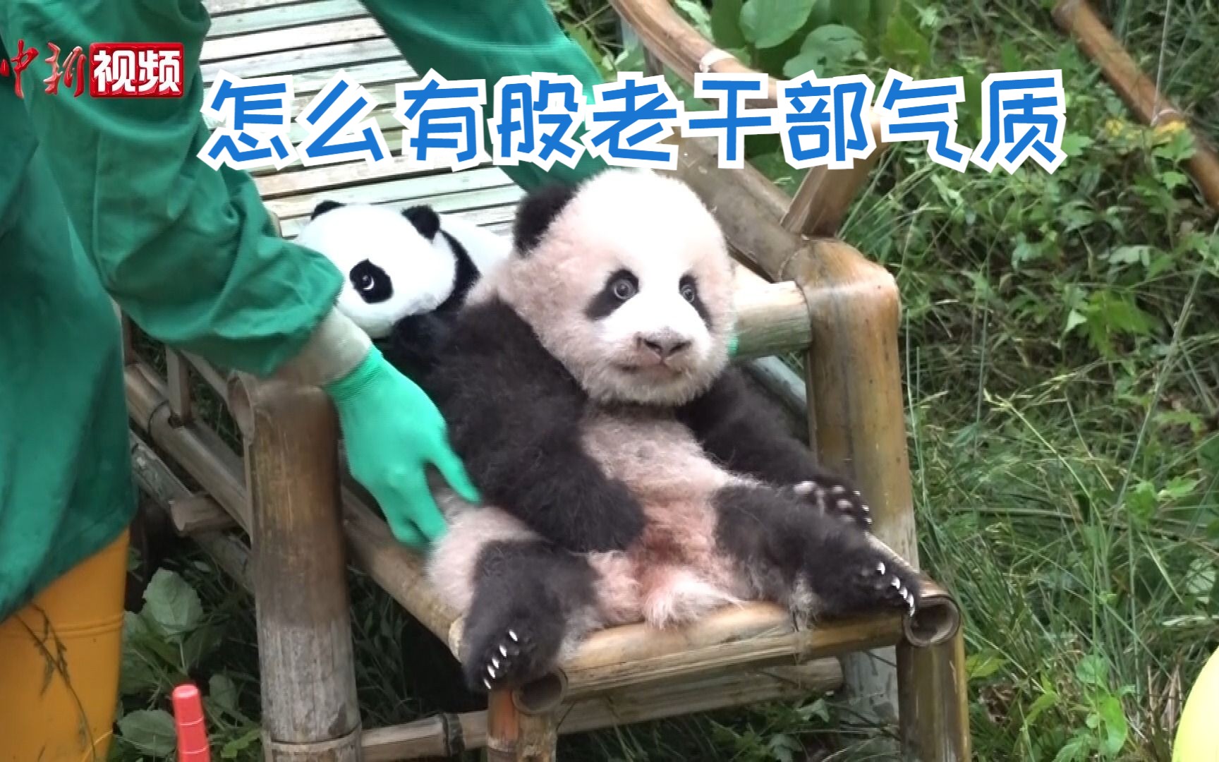 超萌预警！重庆熊猫宝宝超萌亮相，百日首秀求征名