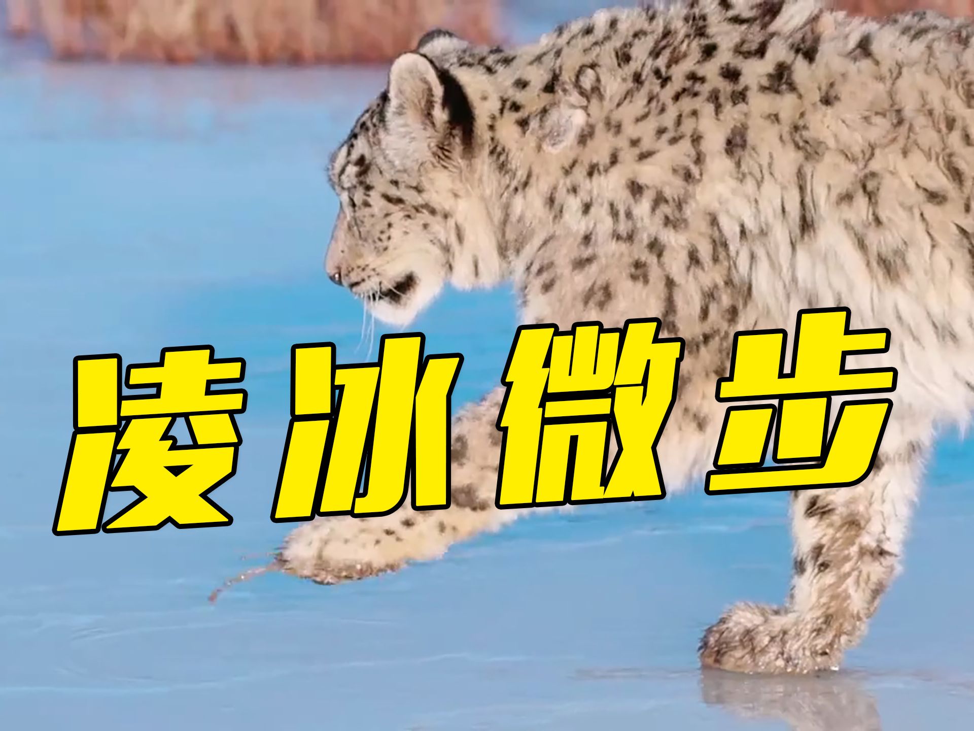 雪豹踏冰过河，前一秒霸气十足，后一秒萌态可掬
