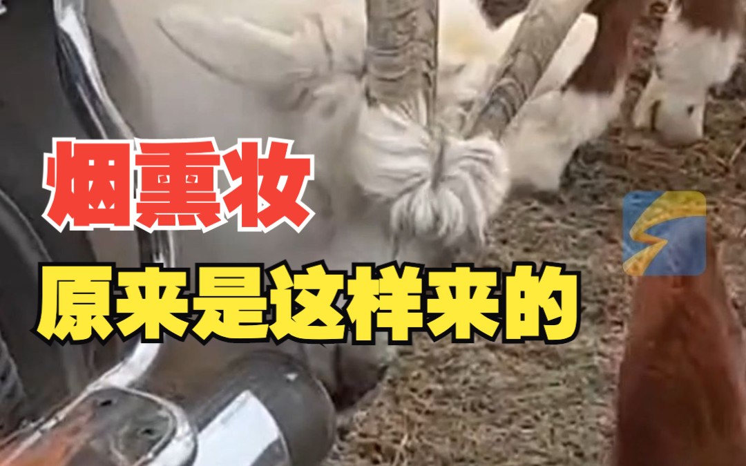 白山羊执着闻车尾气收获烟熏妆