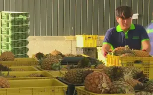 果然跪久了！台“助日代表”谢长廷称日本买台湾菠萝是“卖人情”