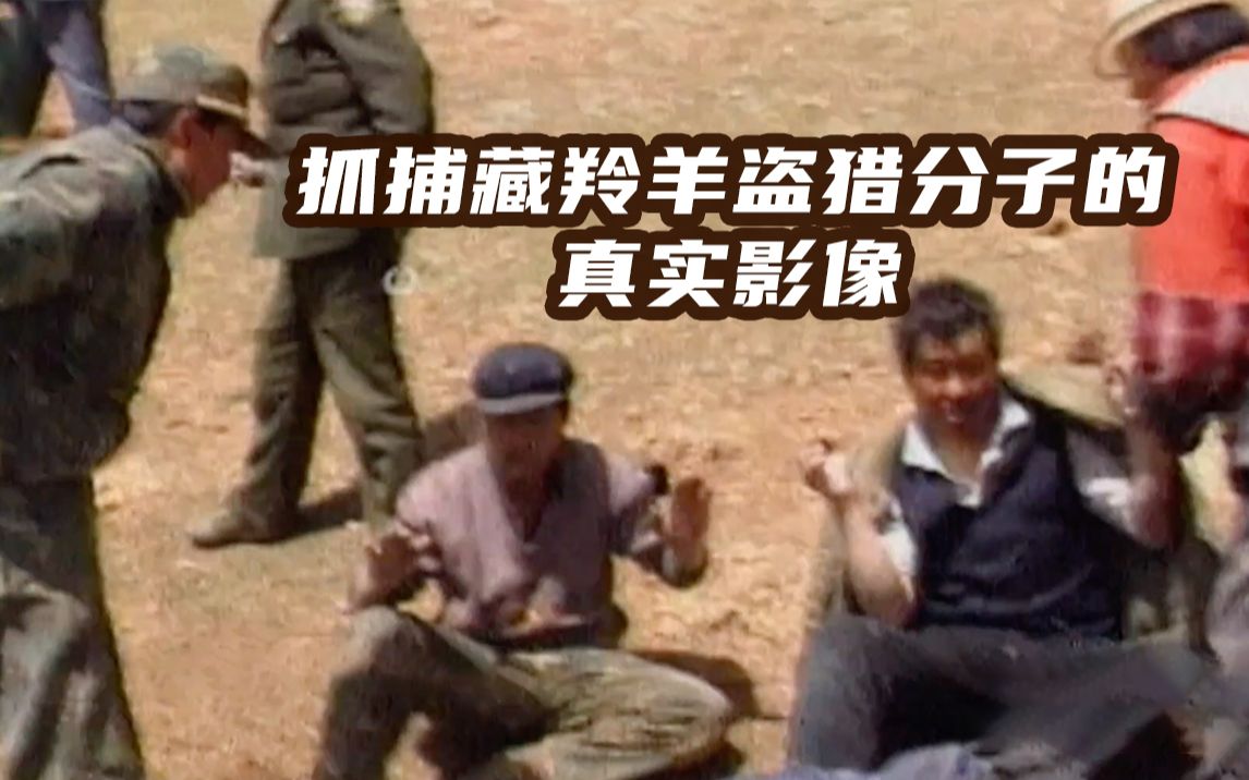 他们用生命守护藏羚羊