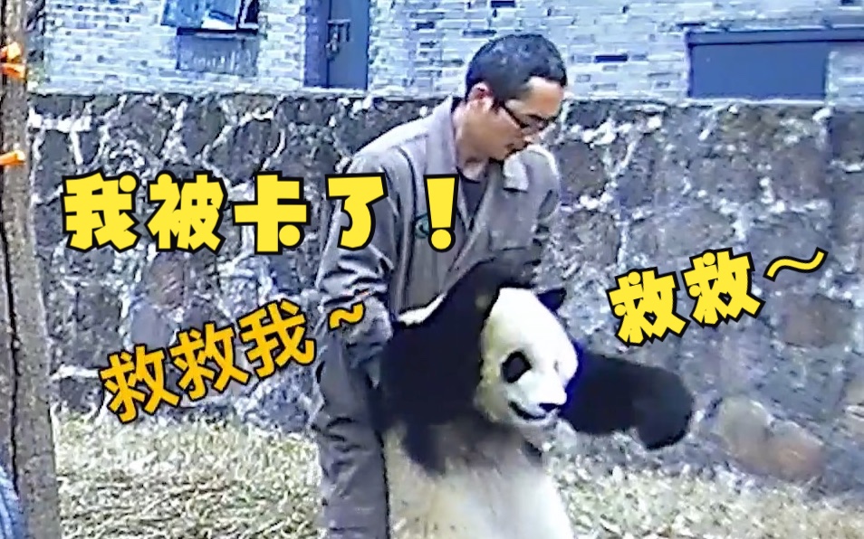 熊猫“蔓越煤”吃胡萝卜被卡，奶爸用海姆立克法施救！