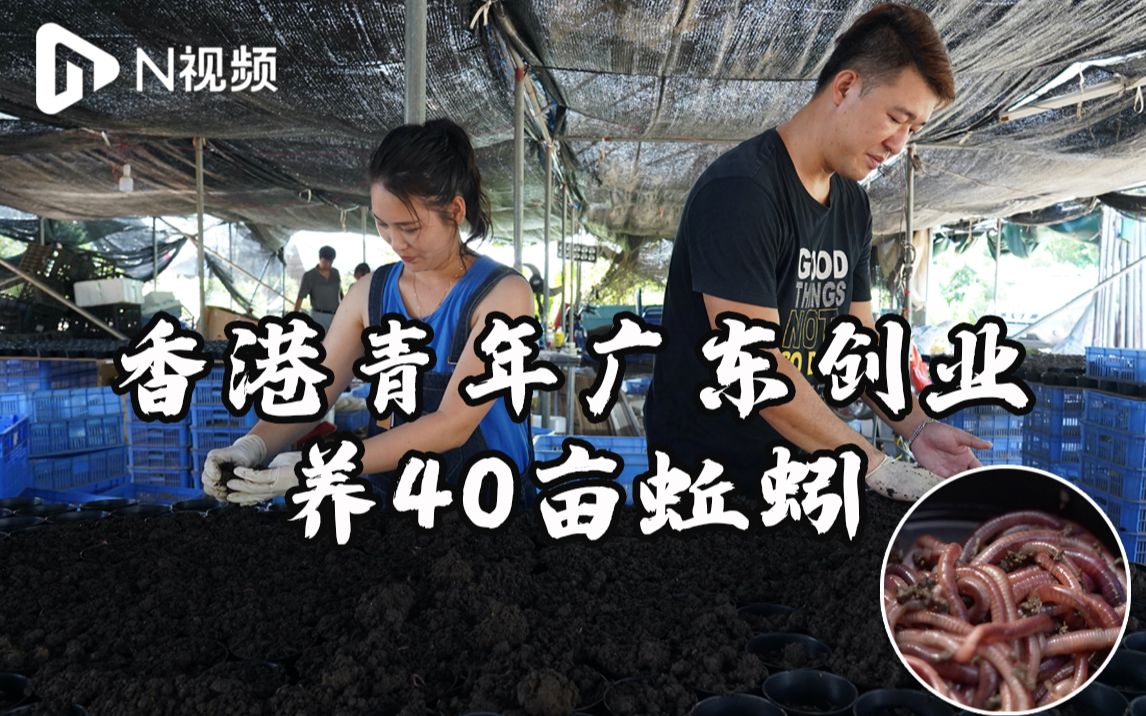 香港青年广东惠州创业养蚯蚓，农业废弃物巧变有机肥