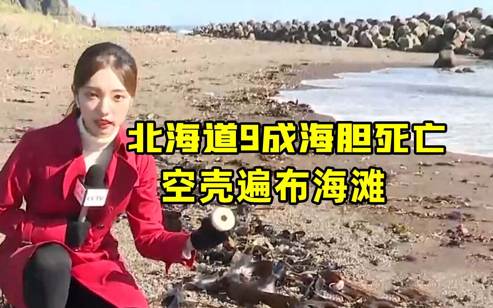 恐怖！日本北海道9成海胆死亡 空壳遍布海滩