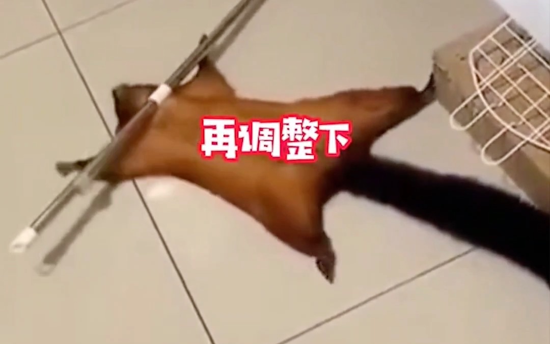 红白鼯鼠不小心弄倒拖把，怕主人责怪伪造“事故现场”