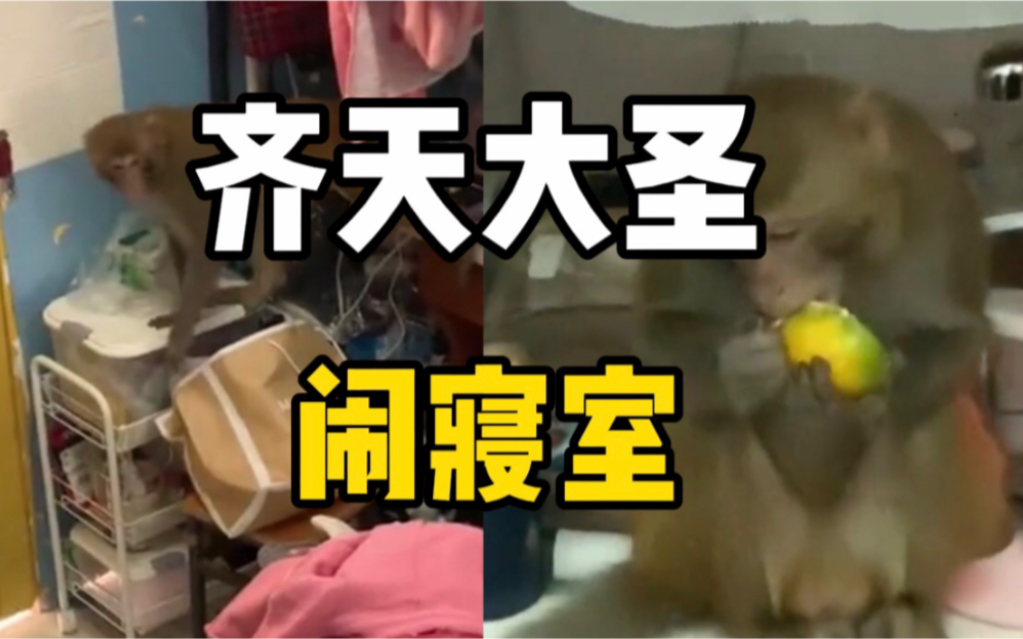 贵州一高校女生宿舍惊现猴子，女生：前后来了两只，吃了橘子顺走感冒药