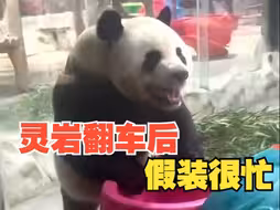 大熊猫灵岩翻车后假装很忙