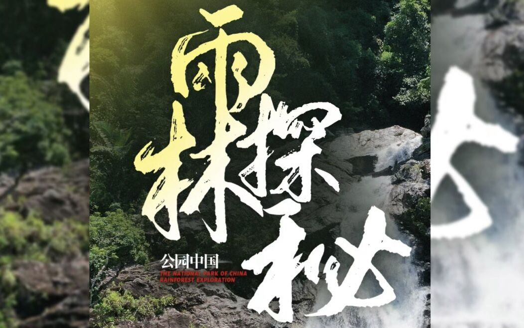 国际热带日 封面新闻邀您探秘海南热带雨林｜公园中国·雨林探秘