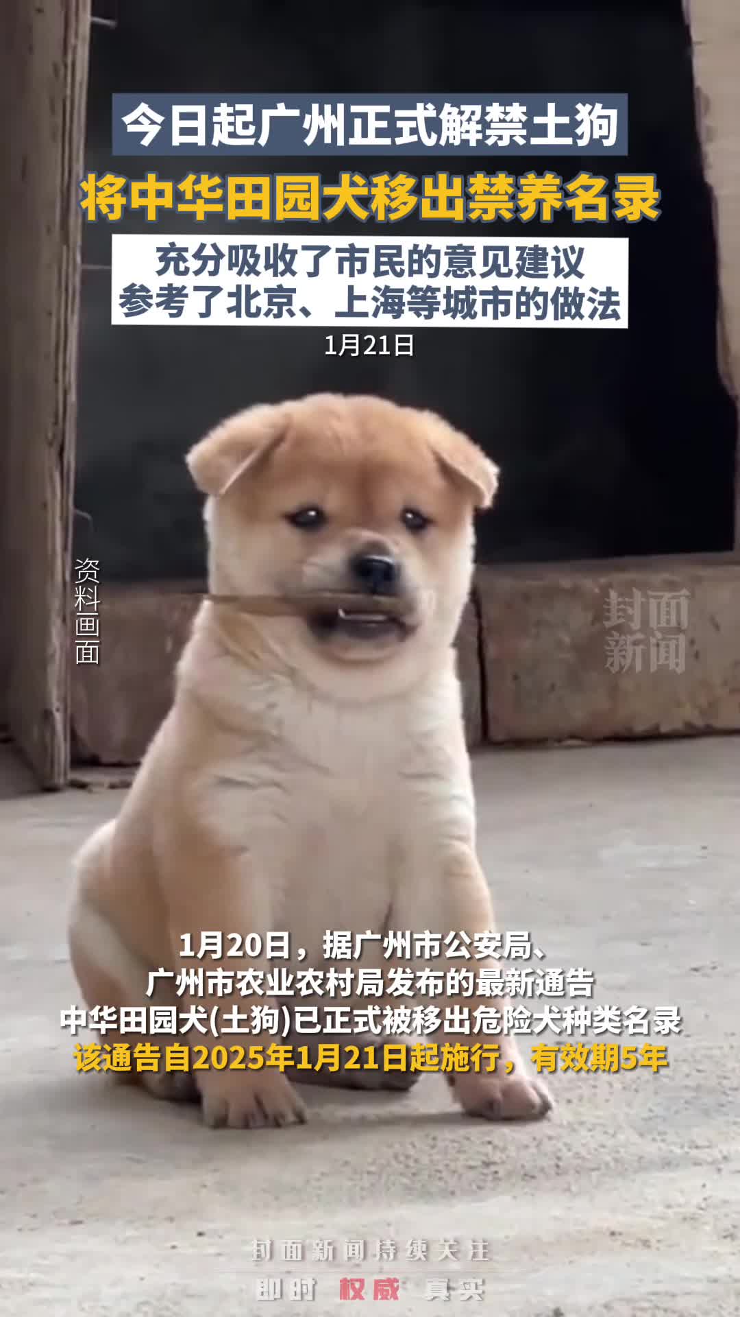 今日起广州正式解禁土狗