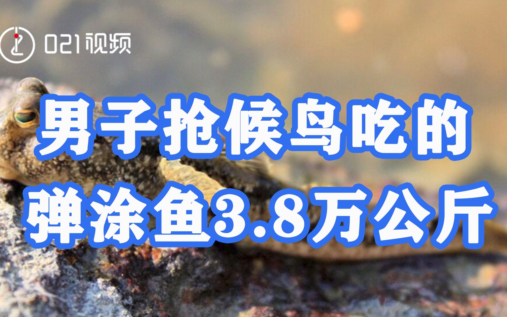 上海一男子抢候鸟吃的弹涂鱼3.8万公斤：造成国家直接经济损失309.7万余元