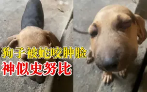 狗子被蛇咬肿脸神似史努比，主人：用药后情况好转