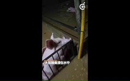 世纪暴雨｜香港打鼓岭猪场水浸几近没顶，过百只猪惨被淹死损失逾百万
