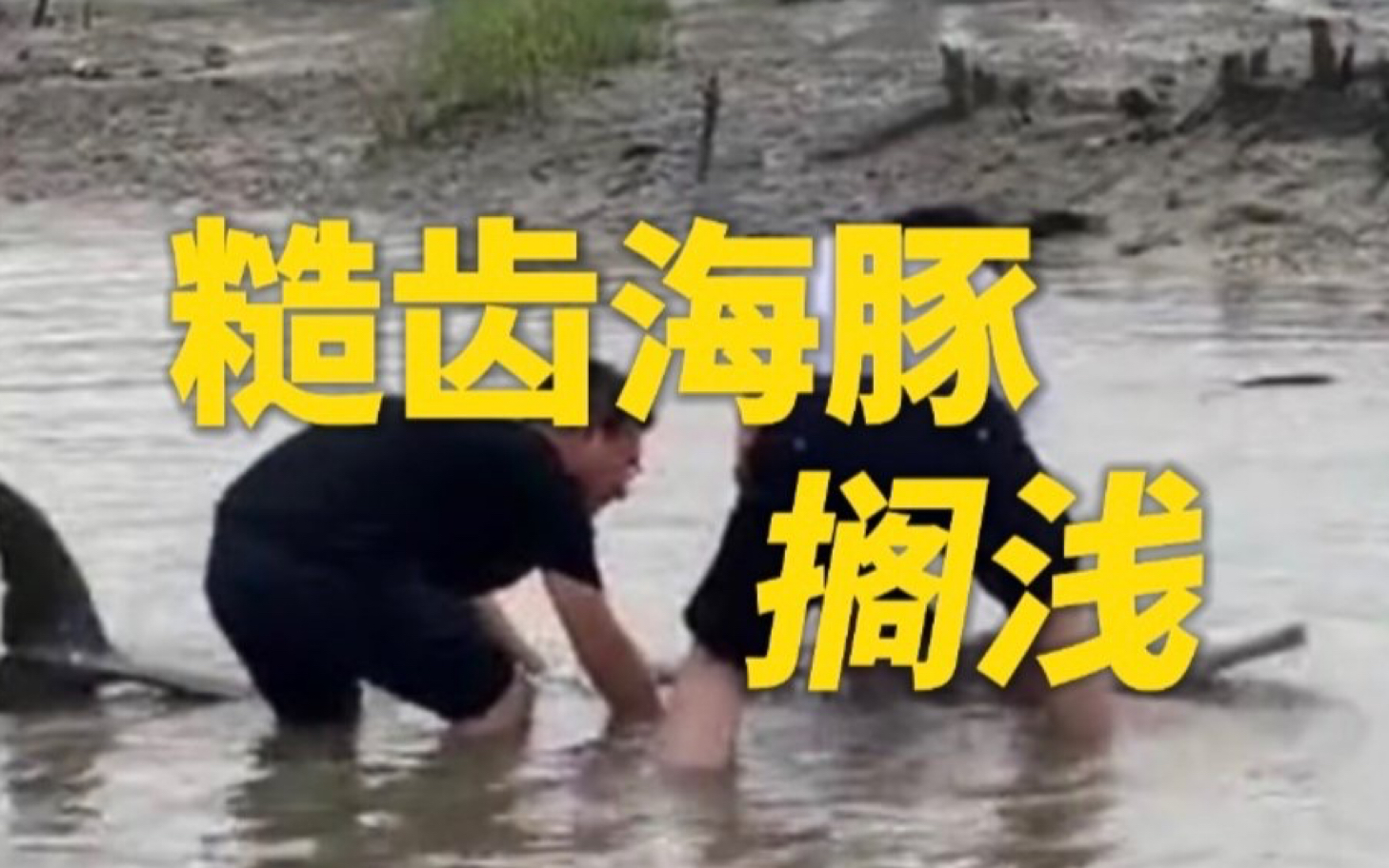 浙江宁海又有两头糙齿海豚搁浅，放归大海后游回