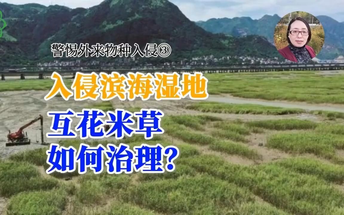 入侵滨海湿地，互花米草如何治理？