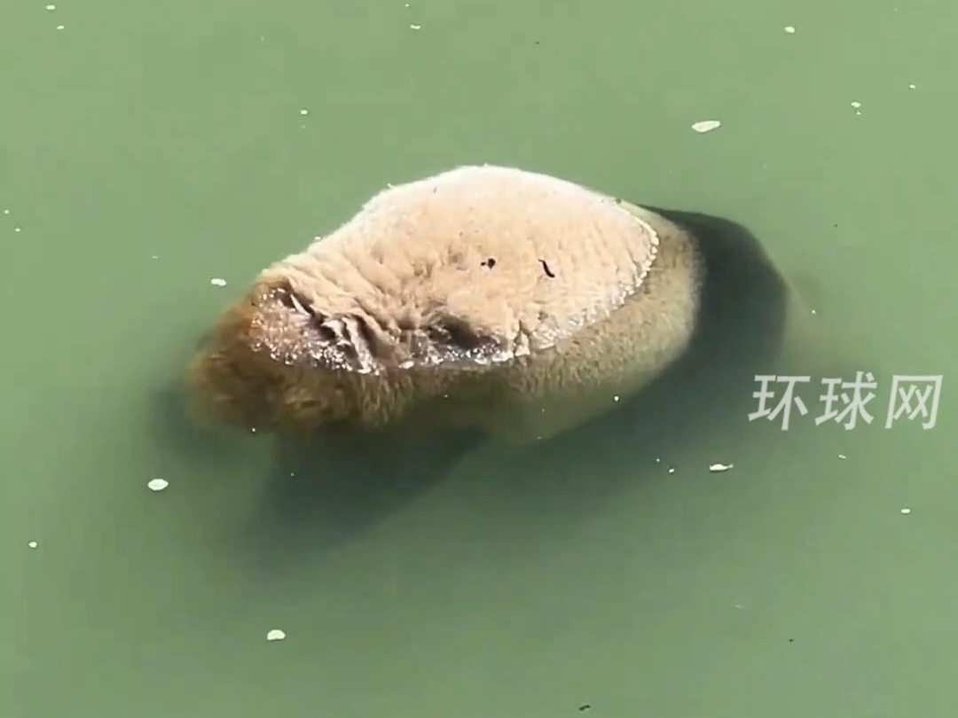 摩友途经雅安发现幼年大熊猫尸体河道中漂浮，当地回应：高度重视，正进行核查