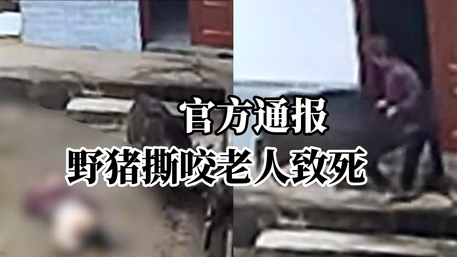 老人家中被野猪撕咬致死，官方通报：猎狗追撵野猪进院，受害者家属已接受和解