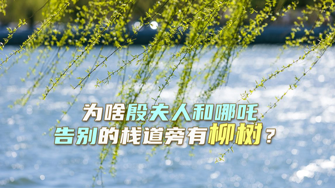 为啥殷夫人和哪吒告别的栈道旁有柳树？