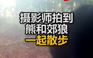摄影师拍到熊和郊狼走在森林里 一起散步似童话世界