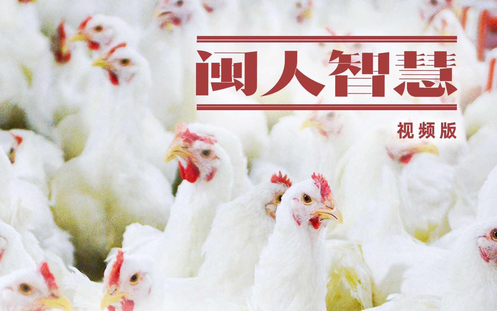 在南平，一只只白羽鸡破壳而出，正在成就10亿羽白羽鸡产业集群，看南平白羽鸡养殖人如何抓住“鸡”遇！