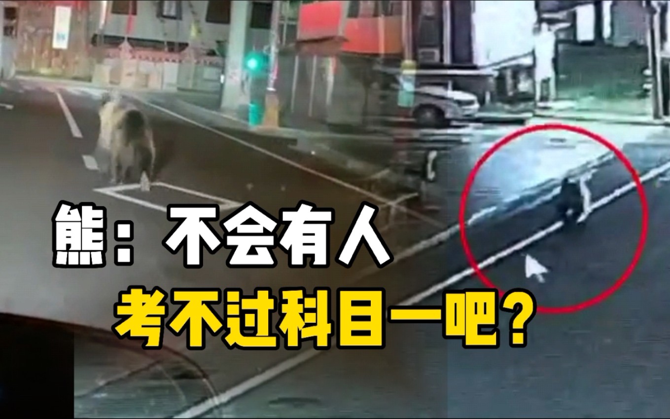 棕熊深夜在四川街头溜达 还遵守交通规则
