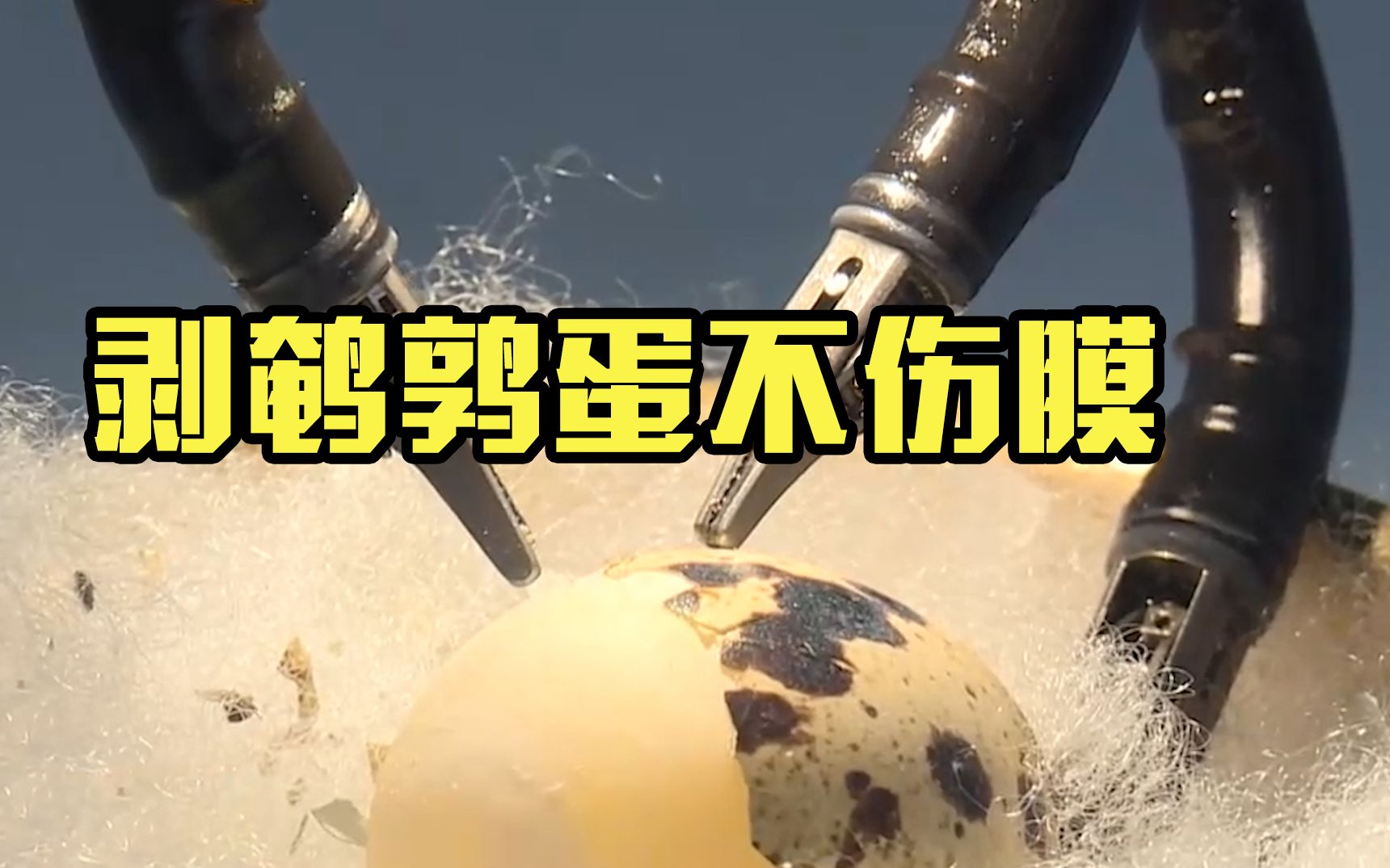 国产机器人剥鹌鹑蛋不伤膜