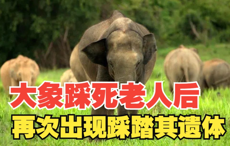 印度大象踩死70岁老妇 又到葬礼上抛尸体 引发争议 “谁更可怜”