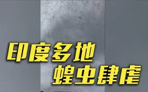 头皮发麻！印度遭“蝗虫大军”袭击