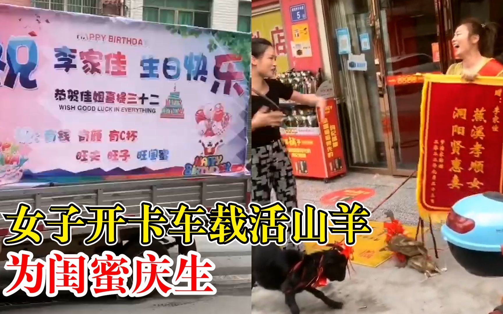 女子开卡车载活山羊为闺蜜庆生：本来想送猪，但猪太大赶不动
