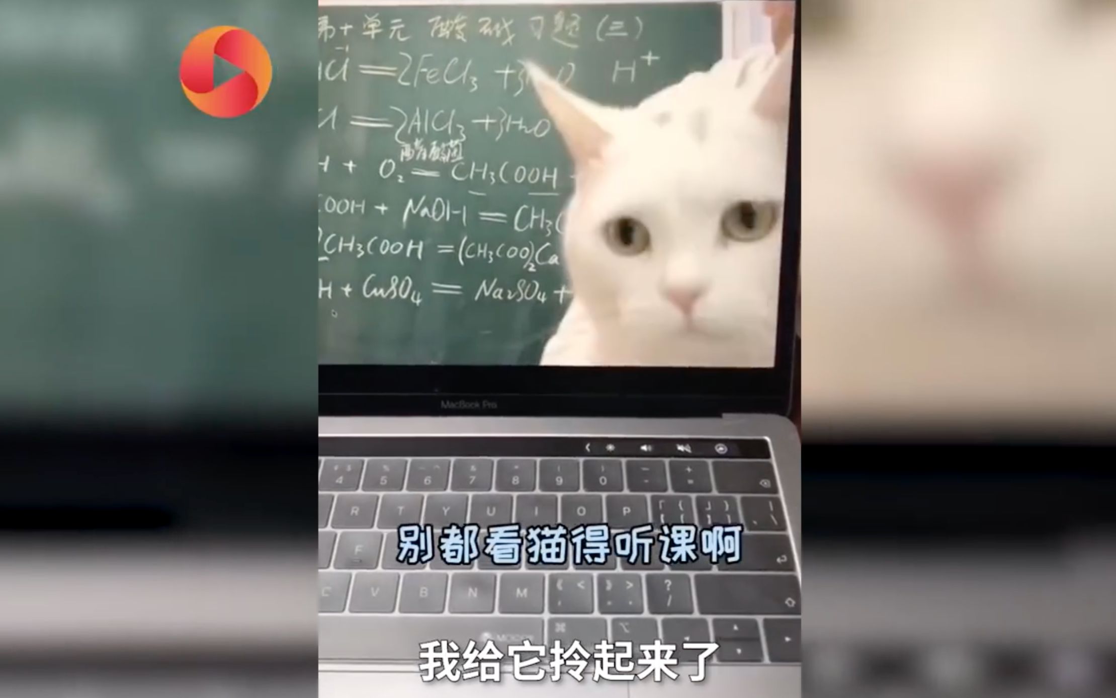 初三化学老师回应带猫上课：上课时碰巧猫进来了