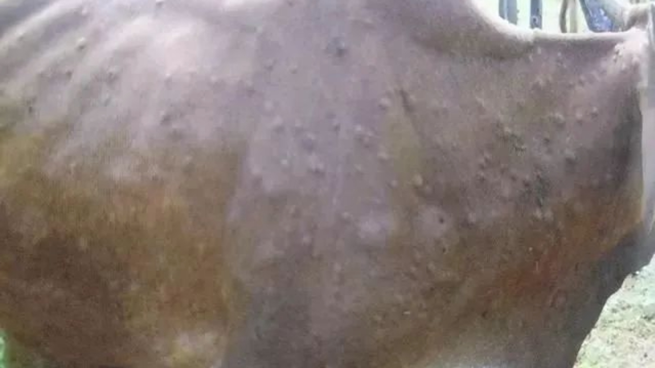 扑杀、深埋、焚烧，福建长汀全城围扑病牛 禁止活牛调出