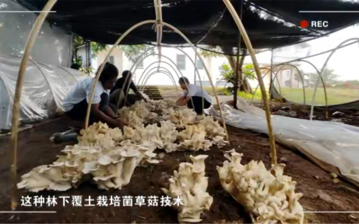 【我在斐济种菌草】#全国广电新媒体集结发光 #一带一路十周年 #大道之行筑梦丝路