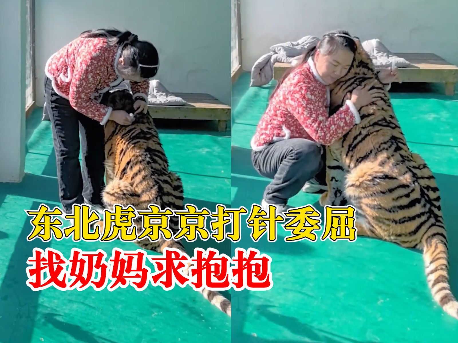 毫无违和感！东北虎京京打针委屈找奶妈求抱抱