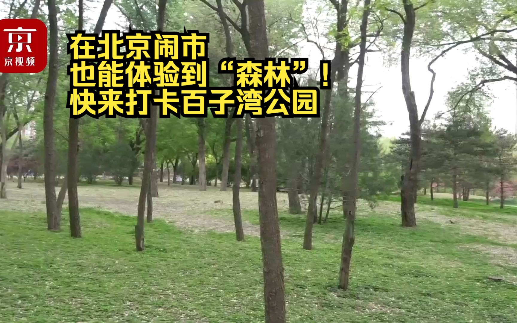 在北京闹市也能体验到“森林”！快来打卡百子湾公园