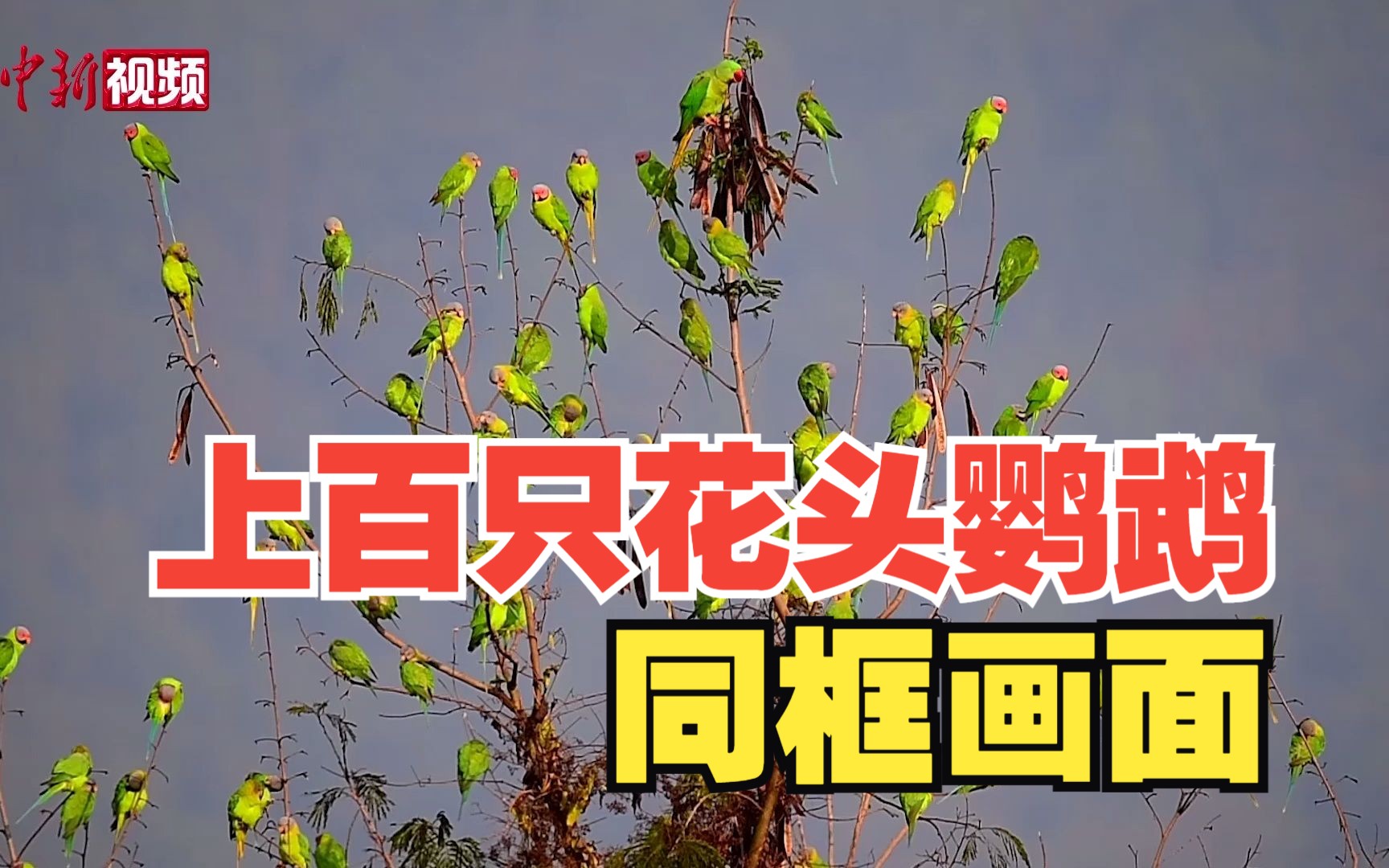 云南瑞丽拍摄到上百只花头鹦鹉同框画面