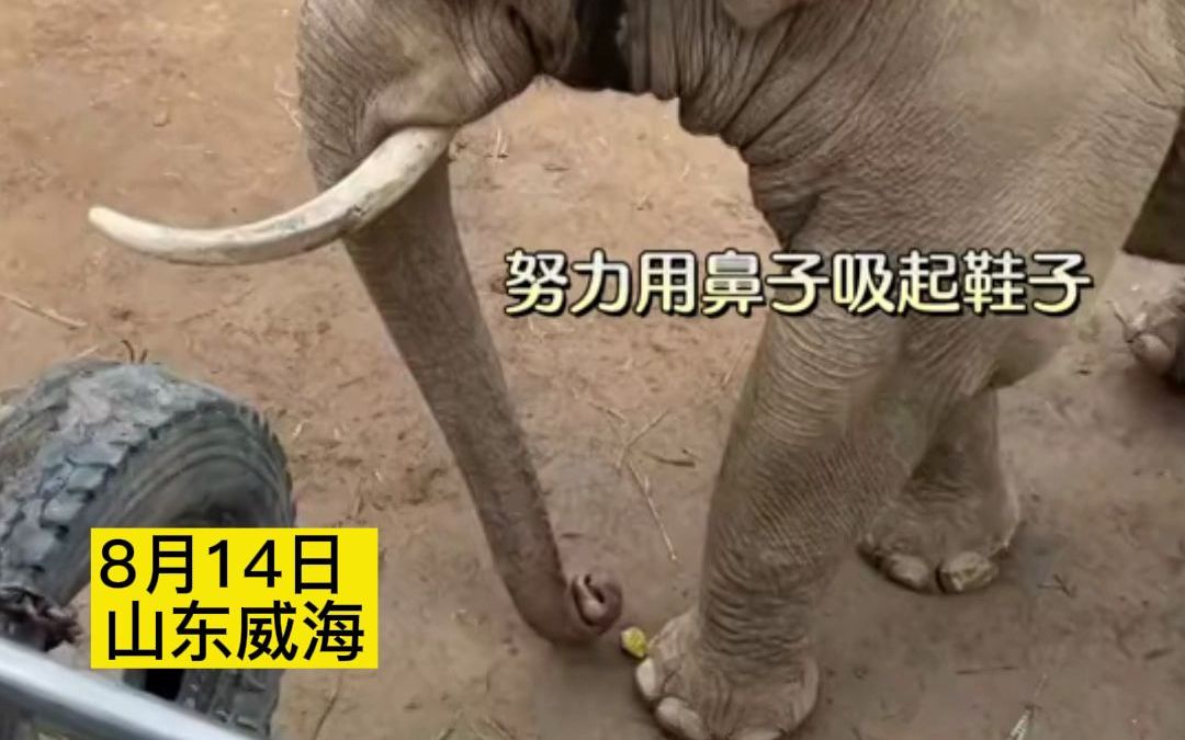 孩子的鞋不慎掉入象园，大象用鼻子温柔归还，现场游客发出阵阵欢呼！
